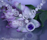 AAA Tansanit Collier mit Brillanten in Weißgold 750