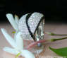 Entwined Diamond Ring with Black Diamonds