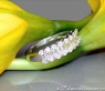 Timeless Diamond Ring with Baguette Diamonds in White gold 18k