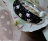 schwarze Diamanten Ring
