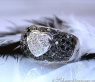 Attractive Black & White Diamond Heart Ring