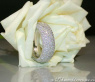 Heavy Diamond Eternity Ring (3,63 ct.)
