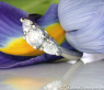Feminine Diamond Solitaire Ring with Pear Shaped Diamonds