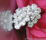 Unique Pear Shaped Diamond Earrings (Illusion Design)