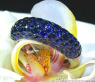 Saphir Pavé Ring in Weißgold 585