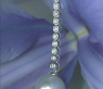 Extra long South Sea Pearl Pendant with Diamonds