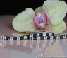 Brillanten & schwarze Diamanten Armband