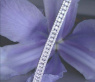 Prestigeous Diamond Bracelet (5,63 ct.)