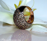 Huge Natural Brown Diamond Dome Ring