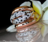 Solid ring with black diamond, natural brown & white diamonds