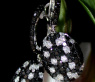 Pretty Black & White Diamond Earrings