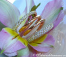 Exquisite Multi Row Diamond Ring