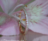 Diamanten Memory Ring in Roségold