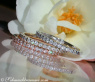 Three Cute Diamond Eternity Rings