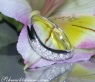 Curved Diamond Pavé Ring