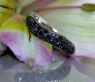 Curved Black Diamond Pavé Ring