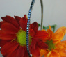 Timeless Bangle with Black Diamonds
