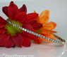 Timeless Bangle with Natural Brown Diamonds