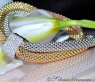 Stately "Cord" Bracelet with Diamonds