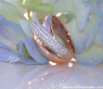 Cross Over Rosegold Ring with Diamonds