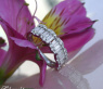 Exquisite Diamond Band in Whitegold 18k