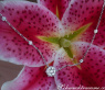 Exquisite Diamond Necklace in Whitegold 18k